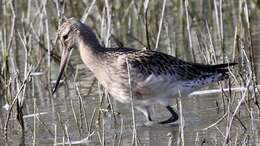 Image of Bar-tailed Godwit