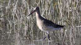 Image of Bar-tailed Godwit