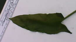 Image of green arrow arum