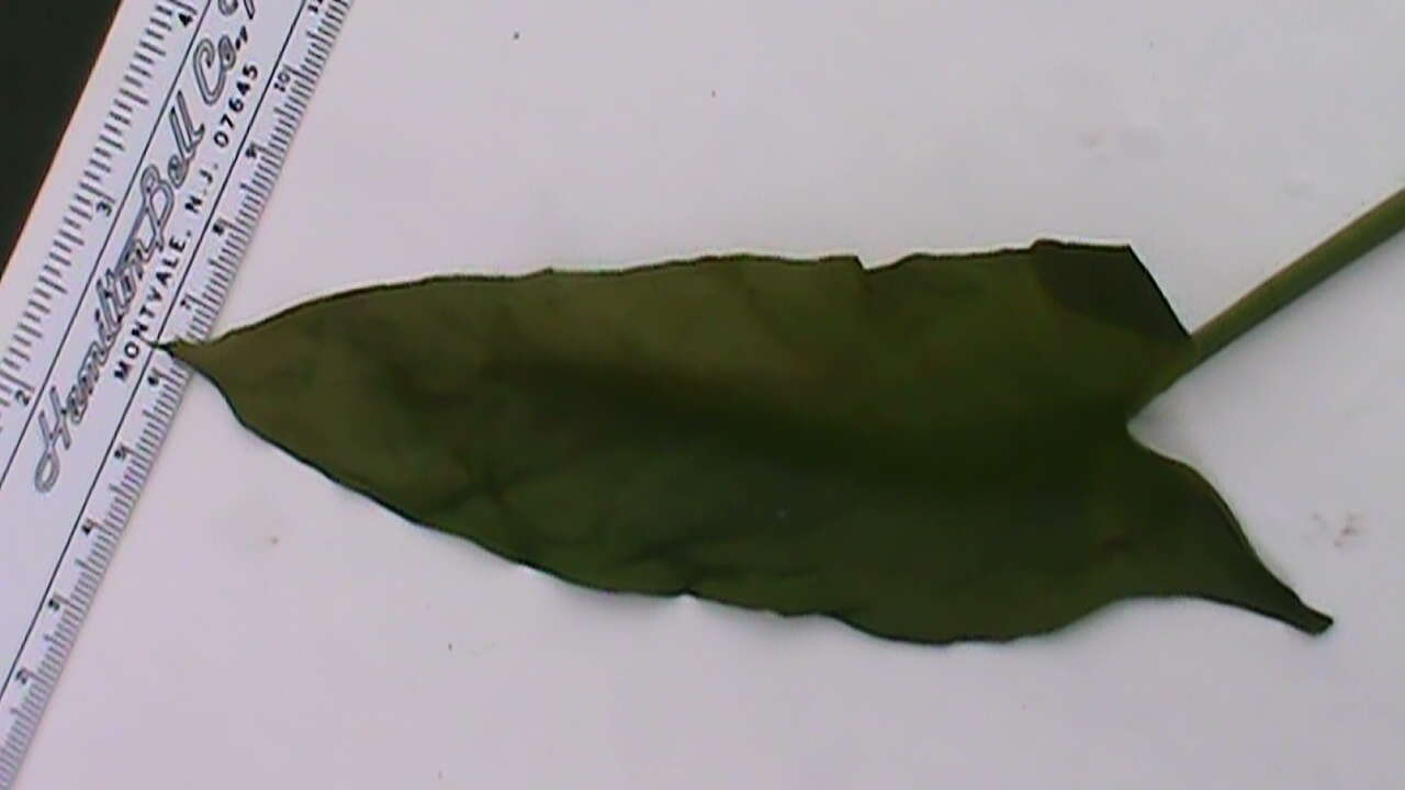 Image of green arrow arum