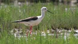 Image of Black-winged Stilt