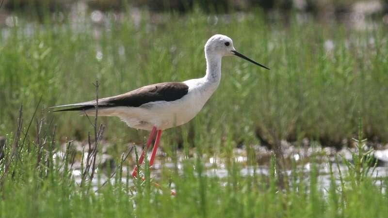 Image of Black-winged Stilt