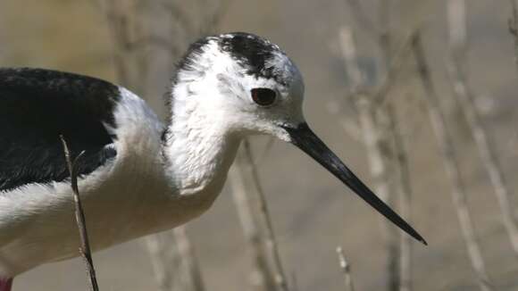 Image of Black-winged Stilt