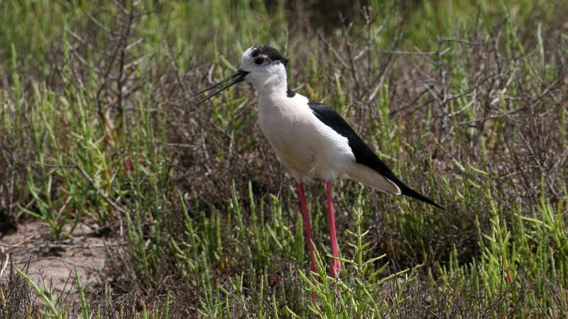 Image of Black-winged Stilt