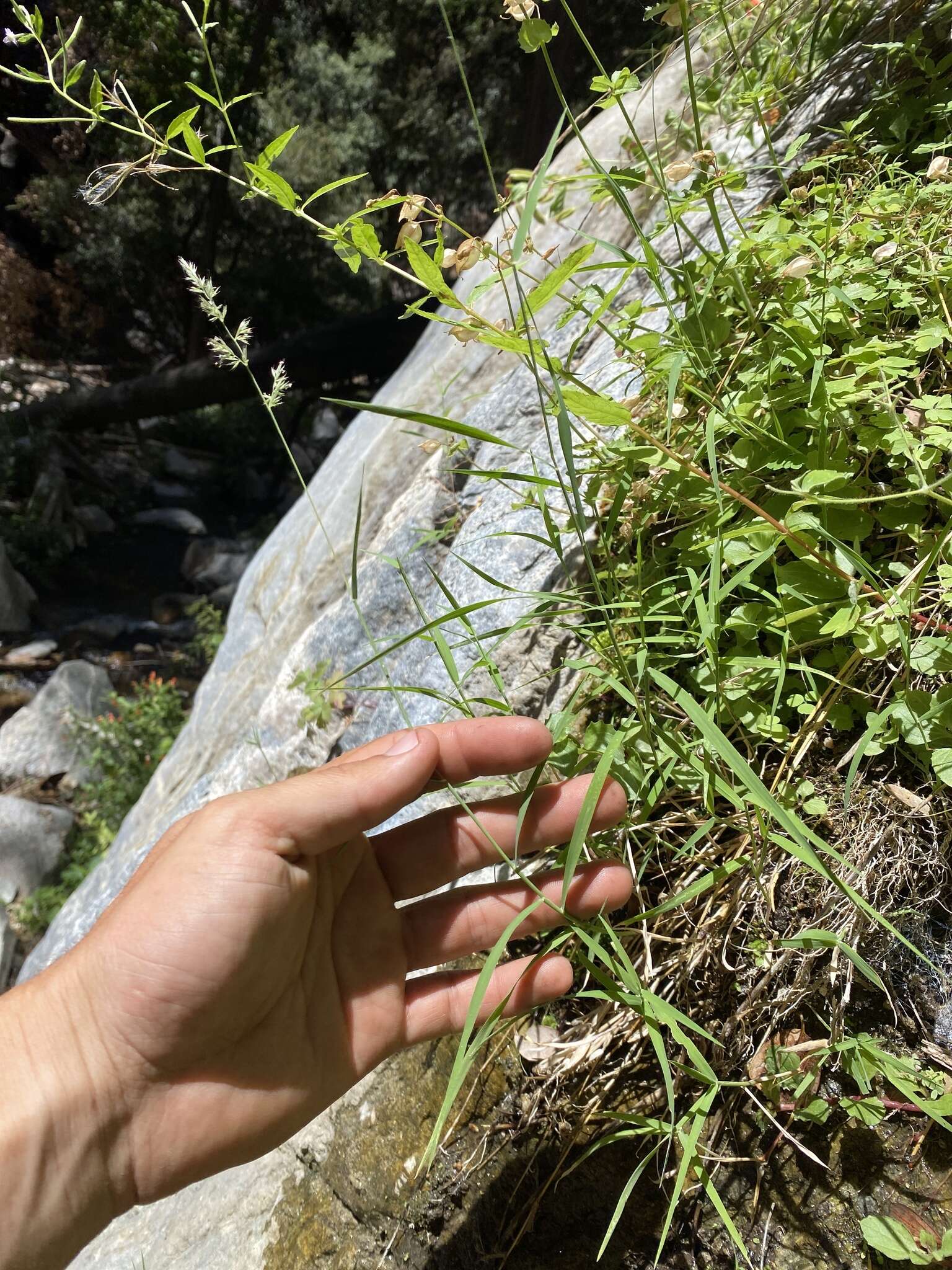 Muhlenbergia californica Vasey resmi