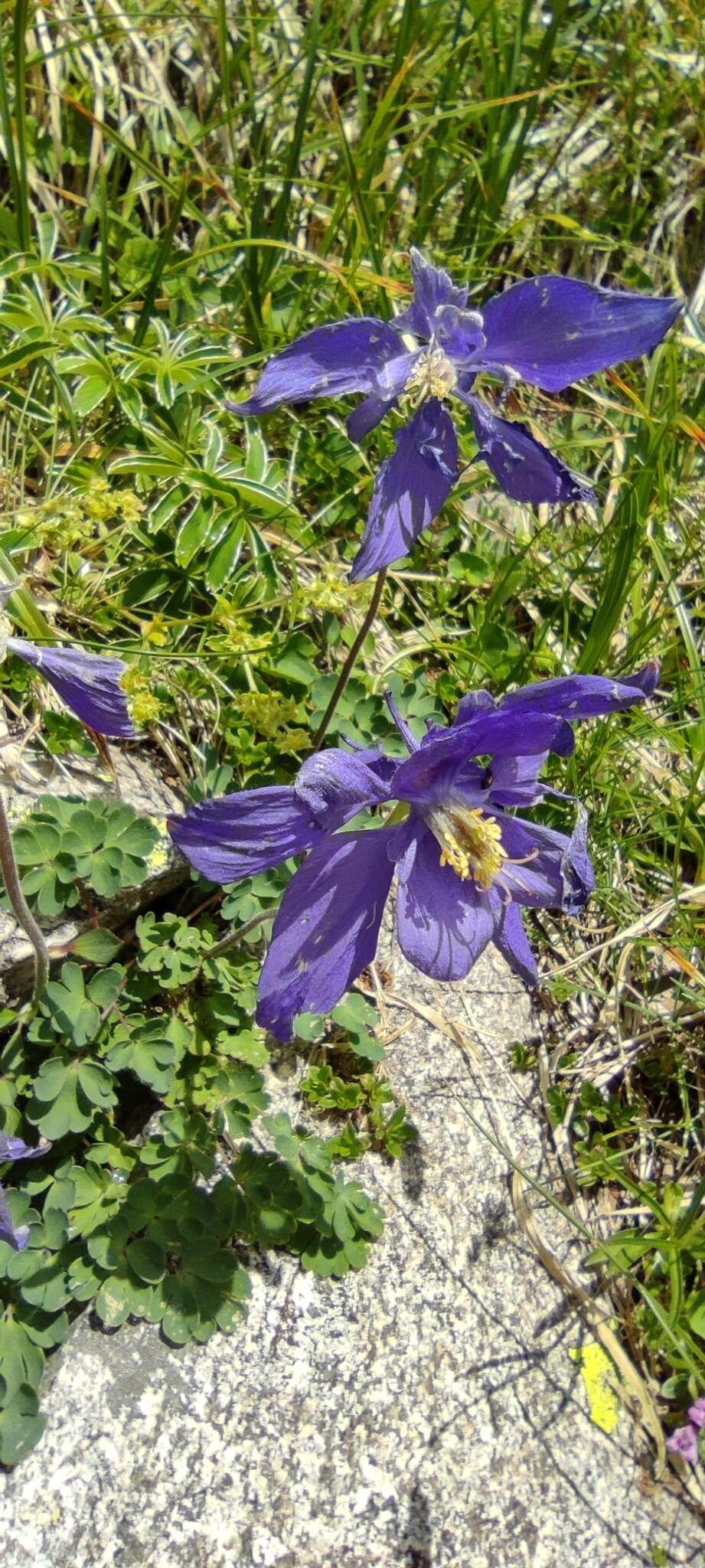 高山耧斗菜的圖片