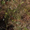 Plancia ëd Polygonella gracilis (Nutt.) Meisn.