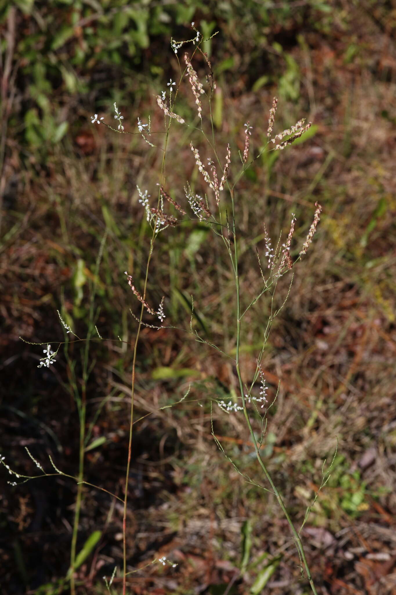 Image of tall jointweed