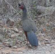 Image of Rufous-bellied Chachalaca