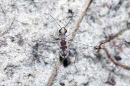 Image of Moustached Tiger Beetle