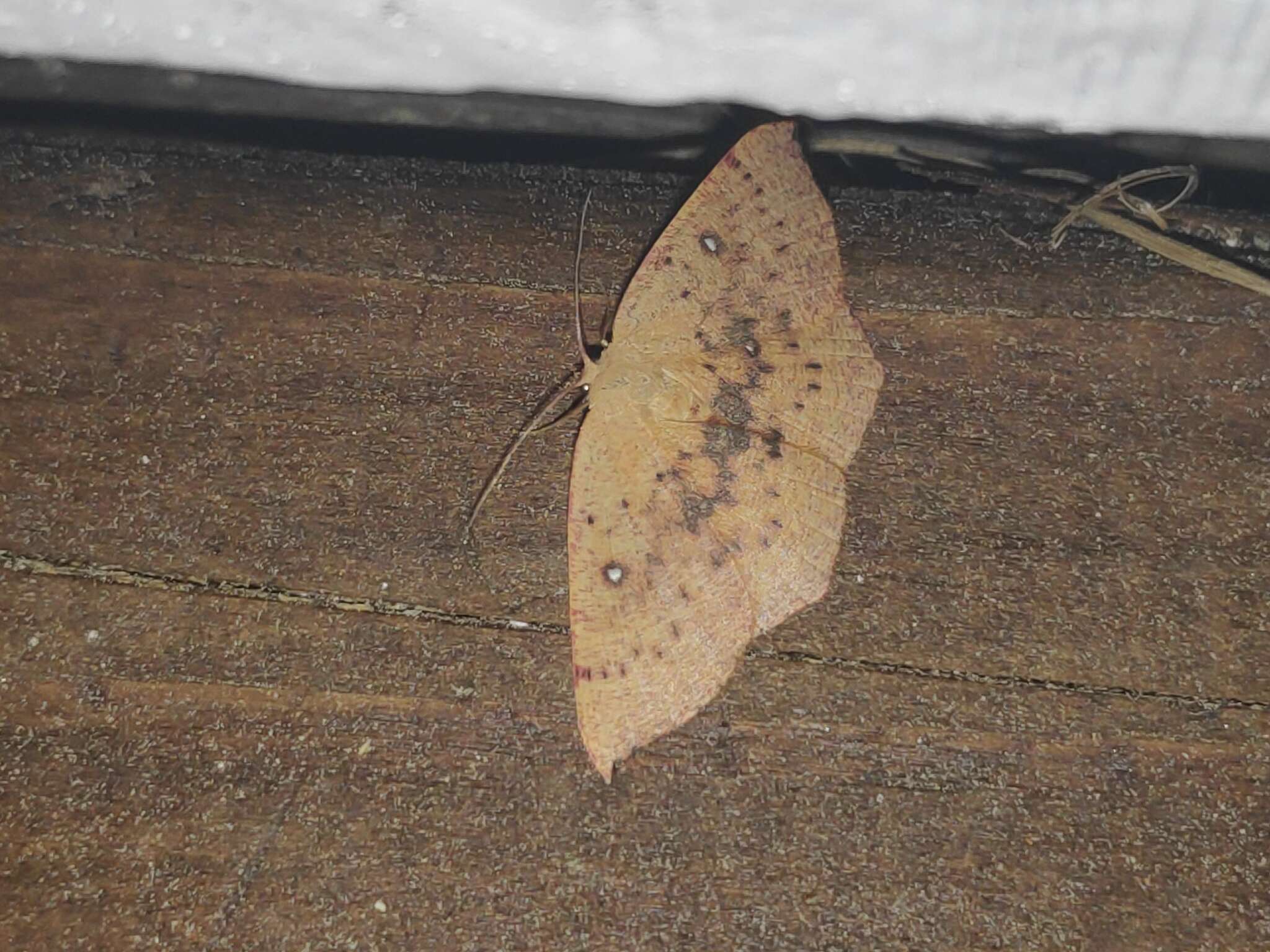 Image of Cyclophora lennigiaria Fuchs 1883