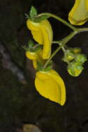 Image of Calceolaria valdiviana Phil.