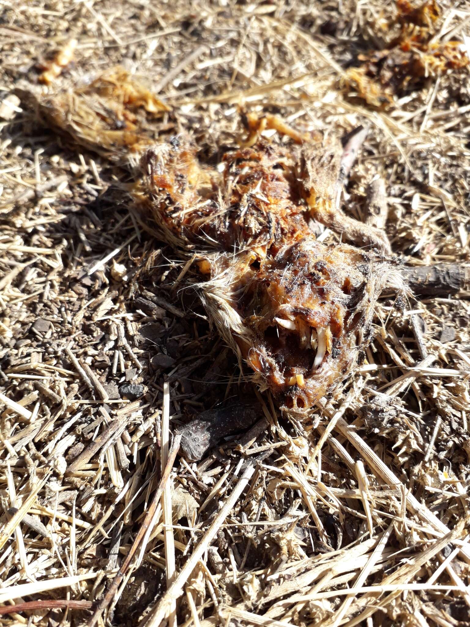 Image of desert pocket gopher