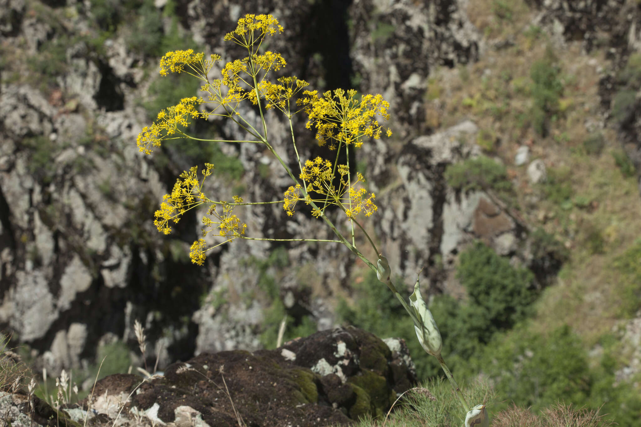 صورة Ferula ugamica Korov. ex Baranov