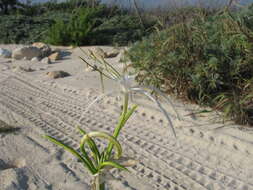 Image of beach spiderlily