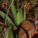 Image of Sparaxis auriculata Goldblatt & J. C. Manning