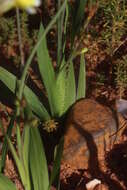 Image of Sparaxis auriculata Goldblatt & J. C. Manning