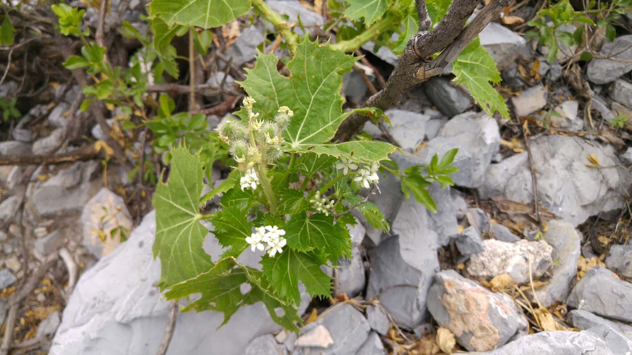 Image of Cnidoscolus rotundifolius (Müll. Arg.) McVaugh