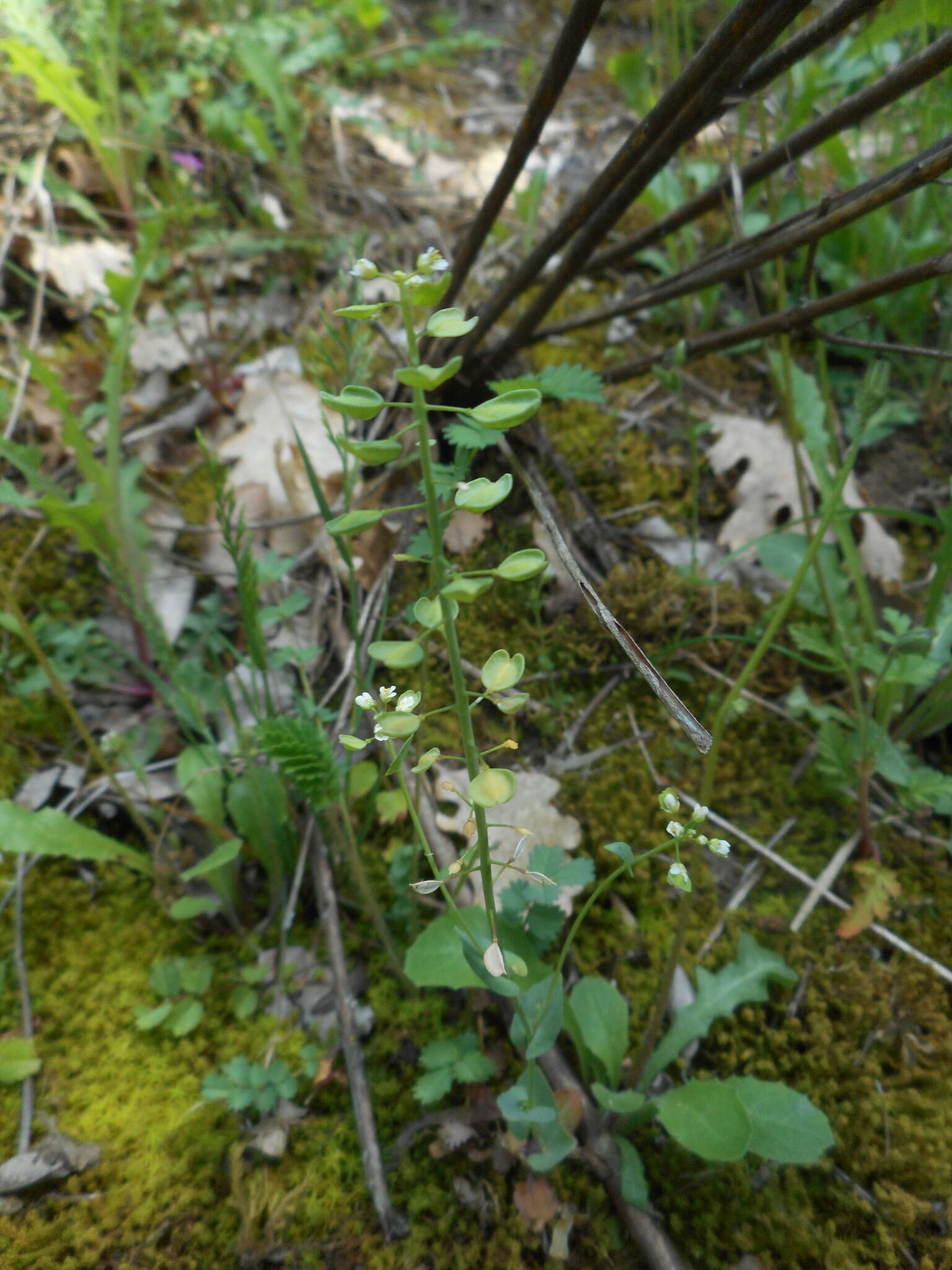 Image of <i>Noccaea perfoliata</i>