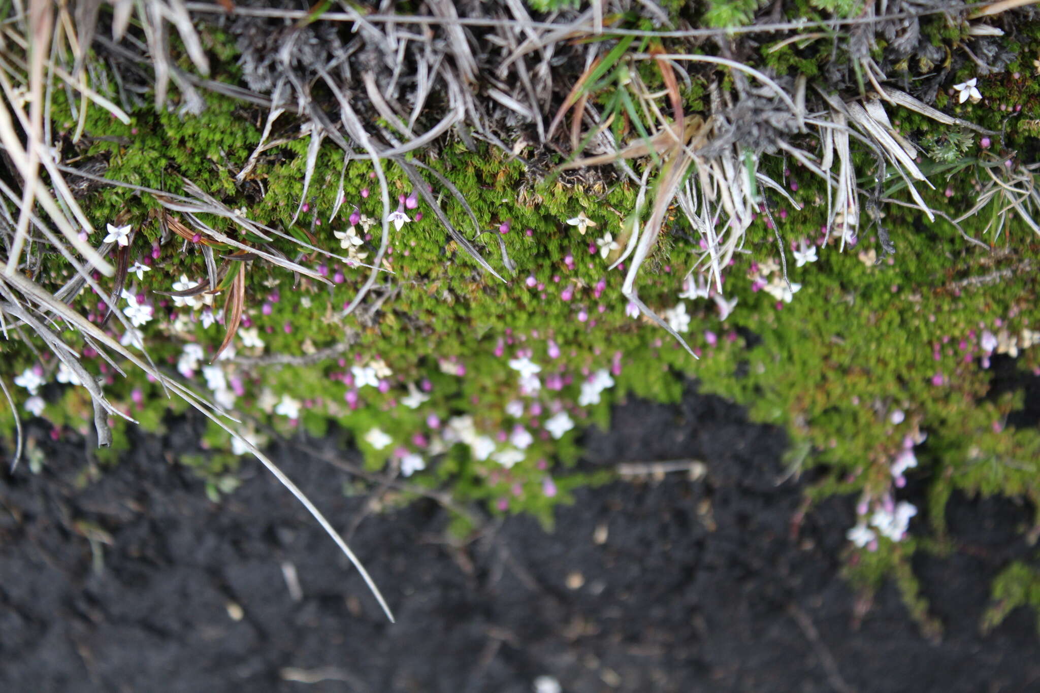 Image of Arcytophyllum filiforme (Ruiz & Pav.) Standl.