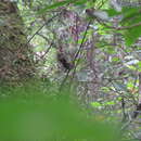 Image of Green-striped Brush Finch