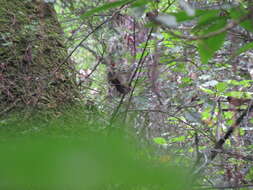 Image of Green-striped Brush Finch