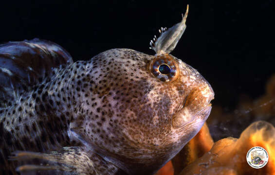 Image of Tentacled Blenny