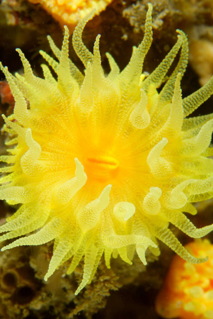 Image of Sunset cup coral