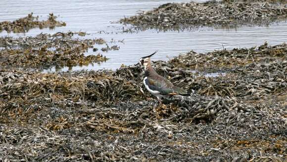 Image of Lapwing