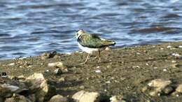 Image of Lapwing