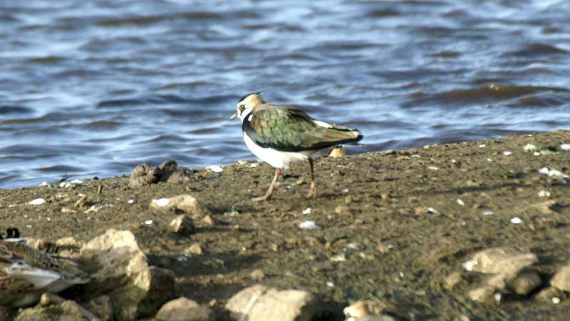 Image of Lapwing