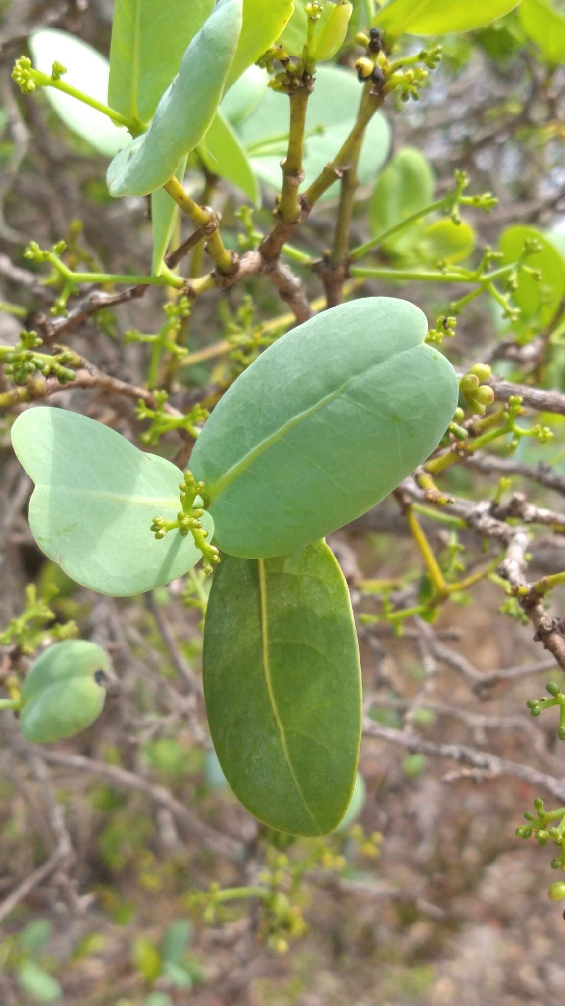 Image of Neea theifera Oerst.