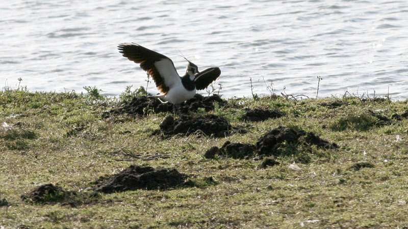 Image of Lapwing