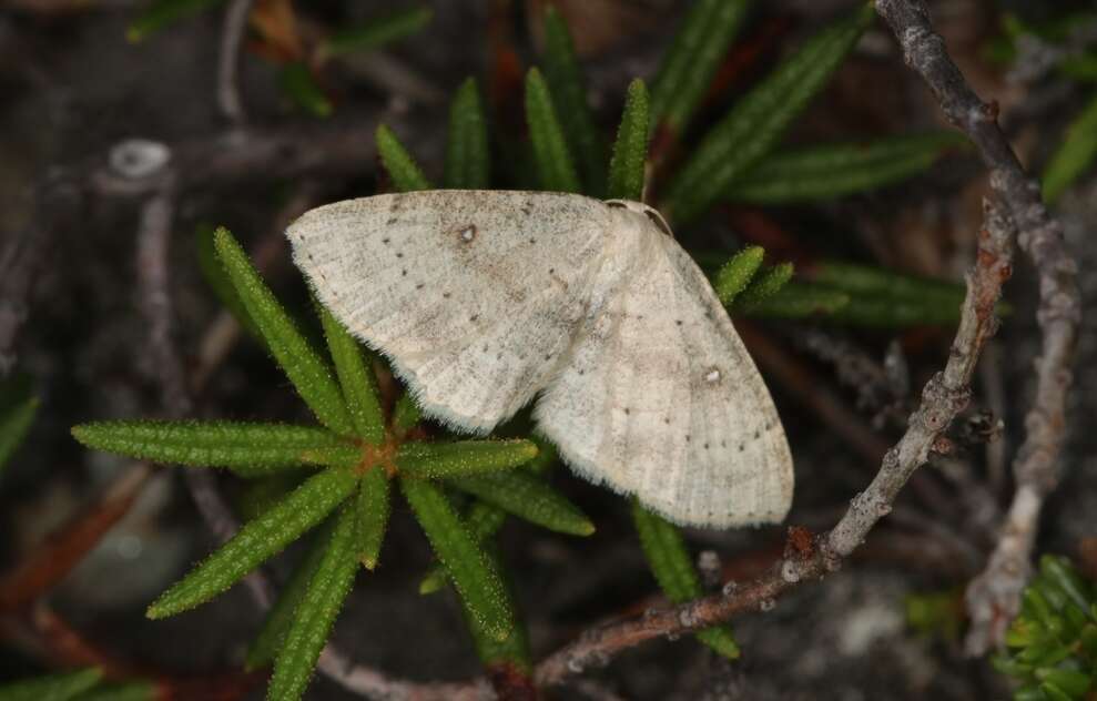 صورة Cyclophora albipunctata Hüfnagel 1767