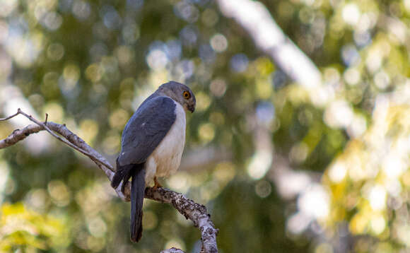 Imagem de Accipiter francesiae Smith & A 1834