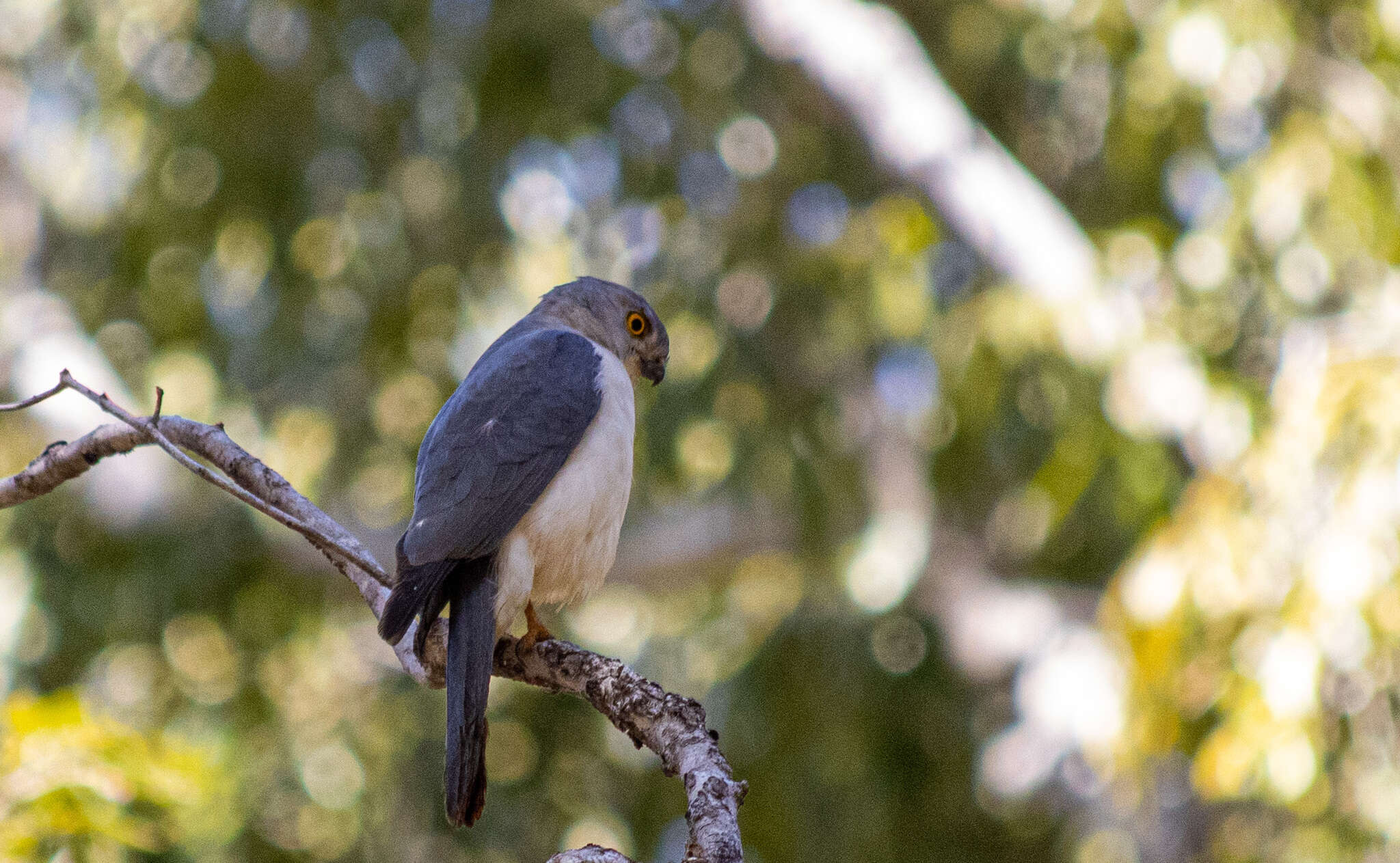 Image of Frances's Goshawk