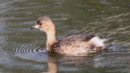 Image of grebes