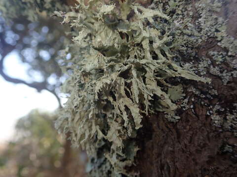 Image of Ramalina canariensis J. Steiner