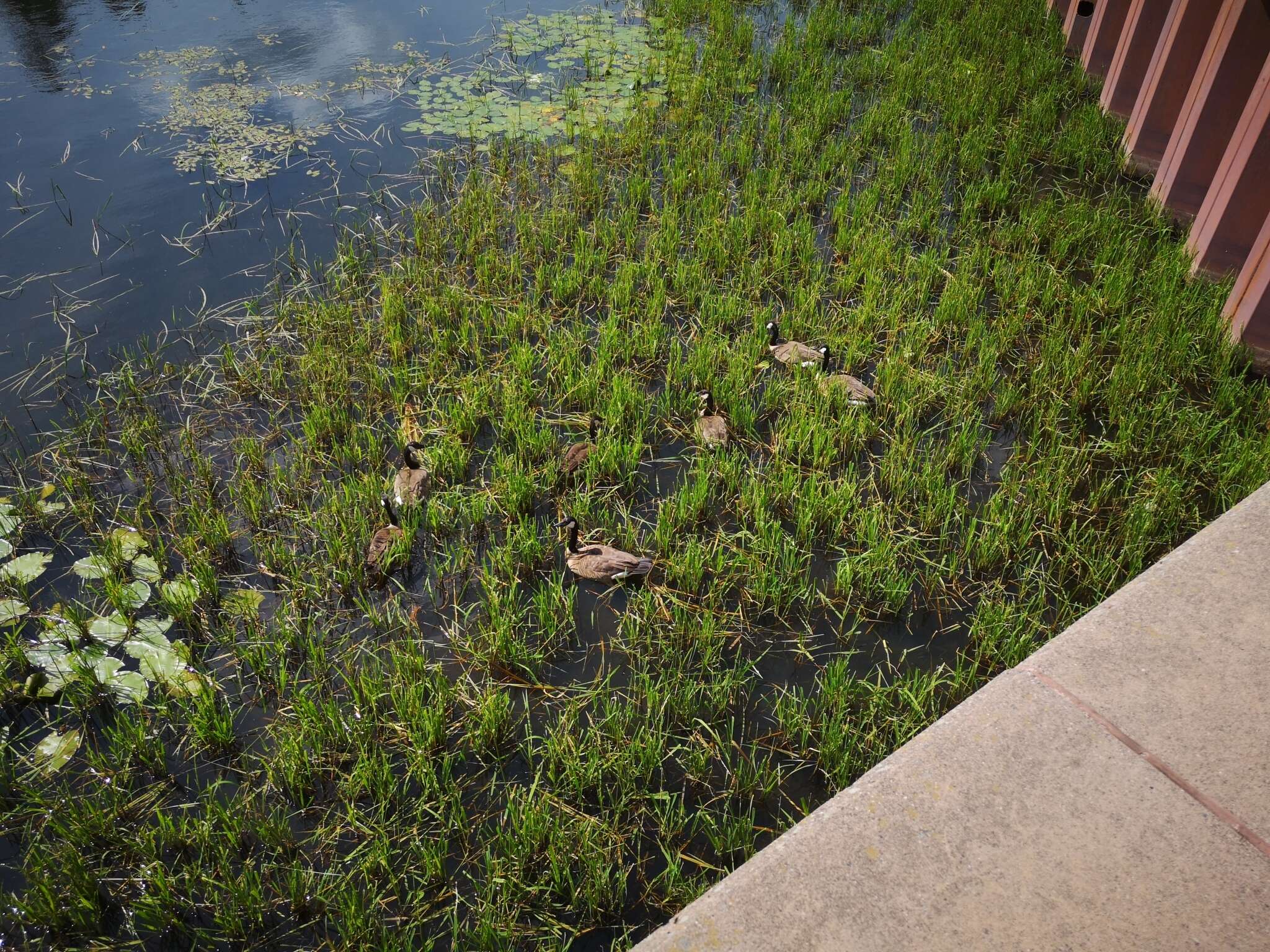 Image of Northern Wild Rice