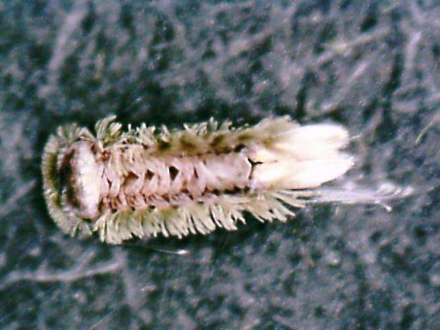 Image of Polyxenoidea