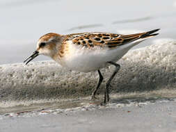 Image of Little Stint