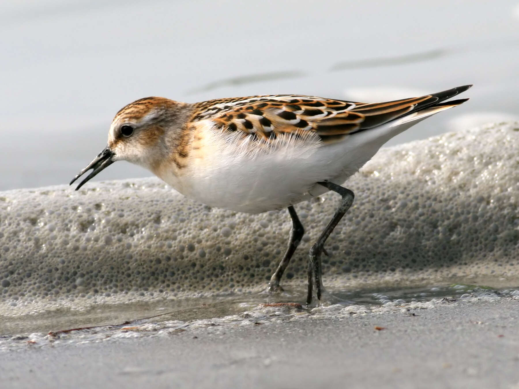 Image of Little Stint