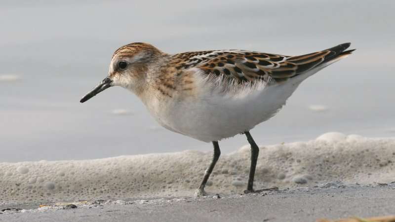 Imagem de Calidris minuta (Leisler 1812)