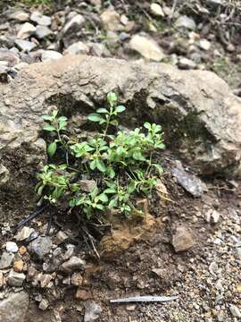 Thymus richardii Pers. resmi