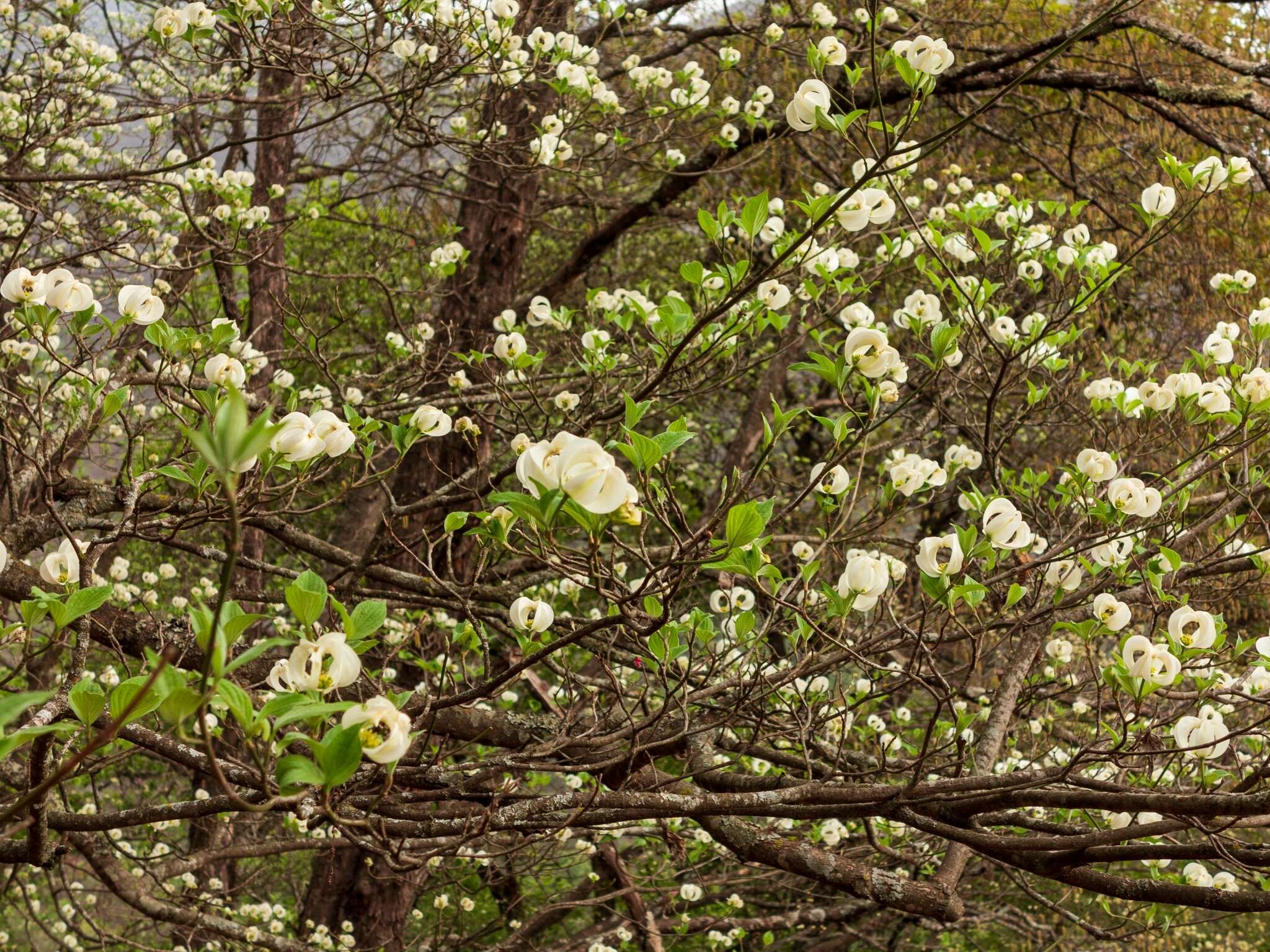 Image of Magic Dogwood