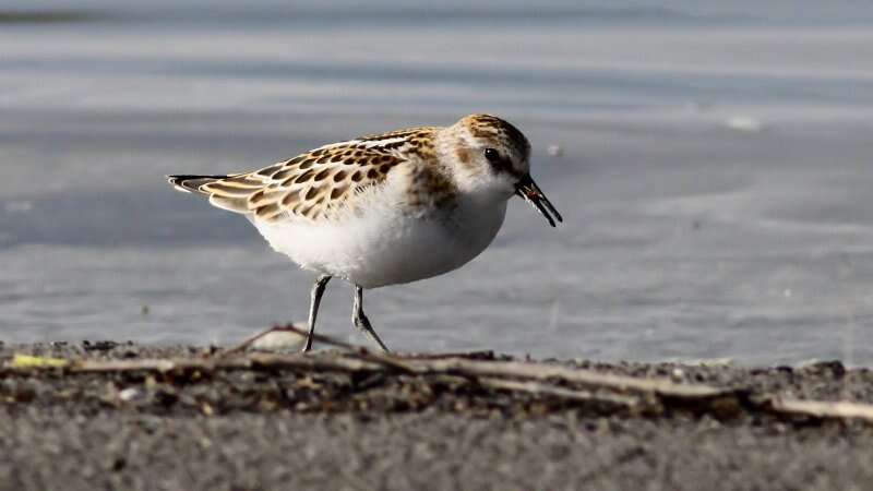 Image of Little Stint