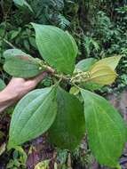 Image de Miconia albertobrenesii Gamba & Almeda