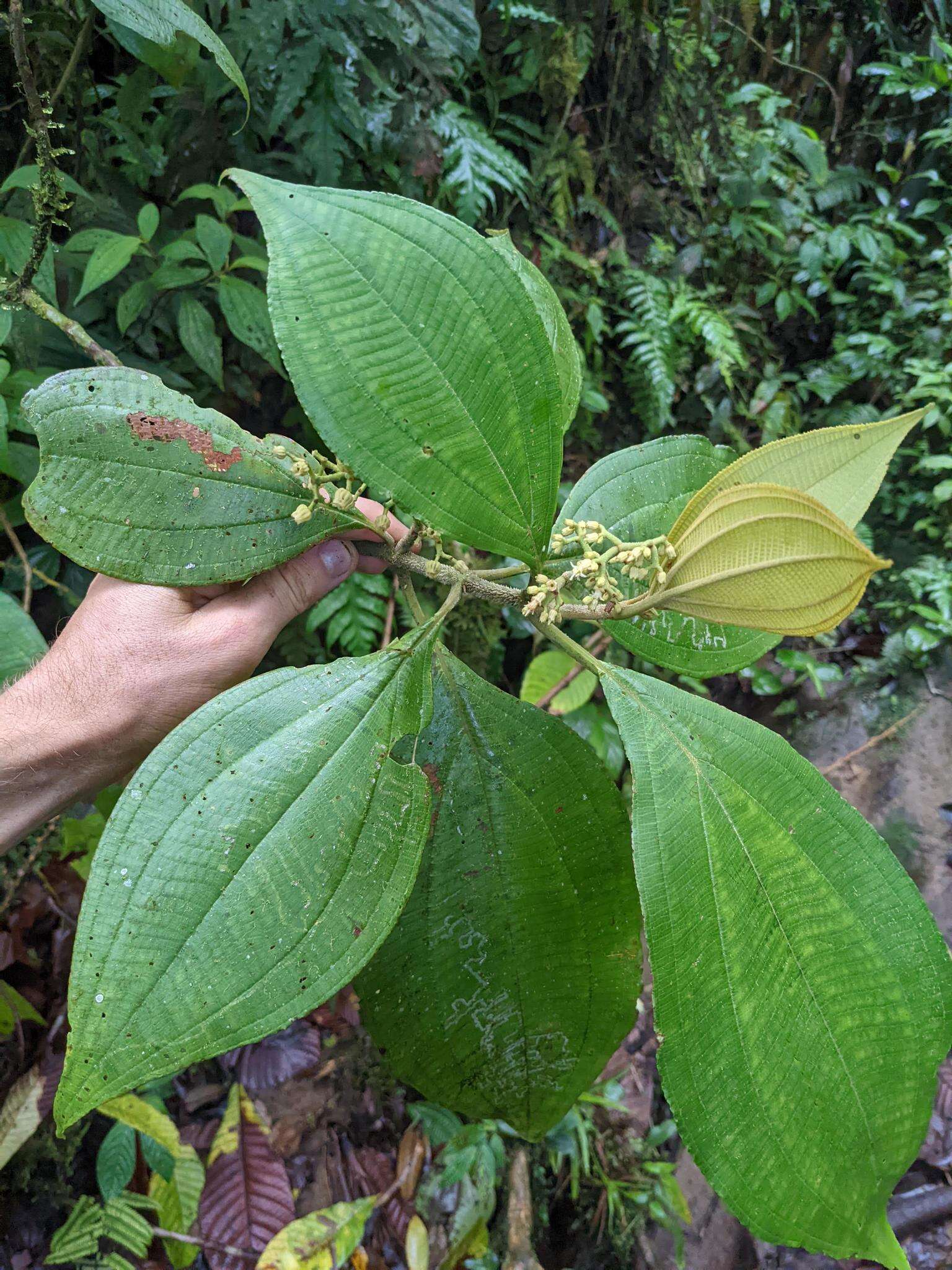 Image de Miconia albertobrenesii Gamba & Almeda