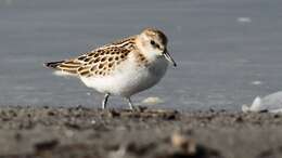 Image of Little Stint