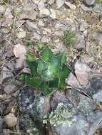 Image of Agave bovicornuta Gentry